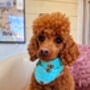 Bright Blue Cord Bumble Bee Polka Dots Dog Bandana, thumbnail 2 of 4