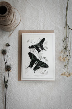 Colour Butterfly Greeting Cards – Set Of Four Vintage A6 Designs, 5 of 11