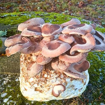 Mushroom Grow Kit Wilderness, Organic Farm, 7 of 7
