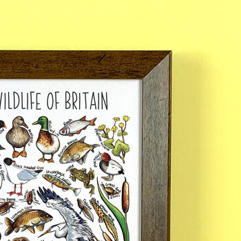 Lake Wildlife Of Britain Wildlife Print, 9 of 9