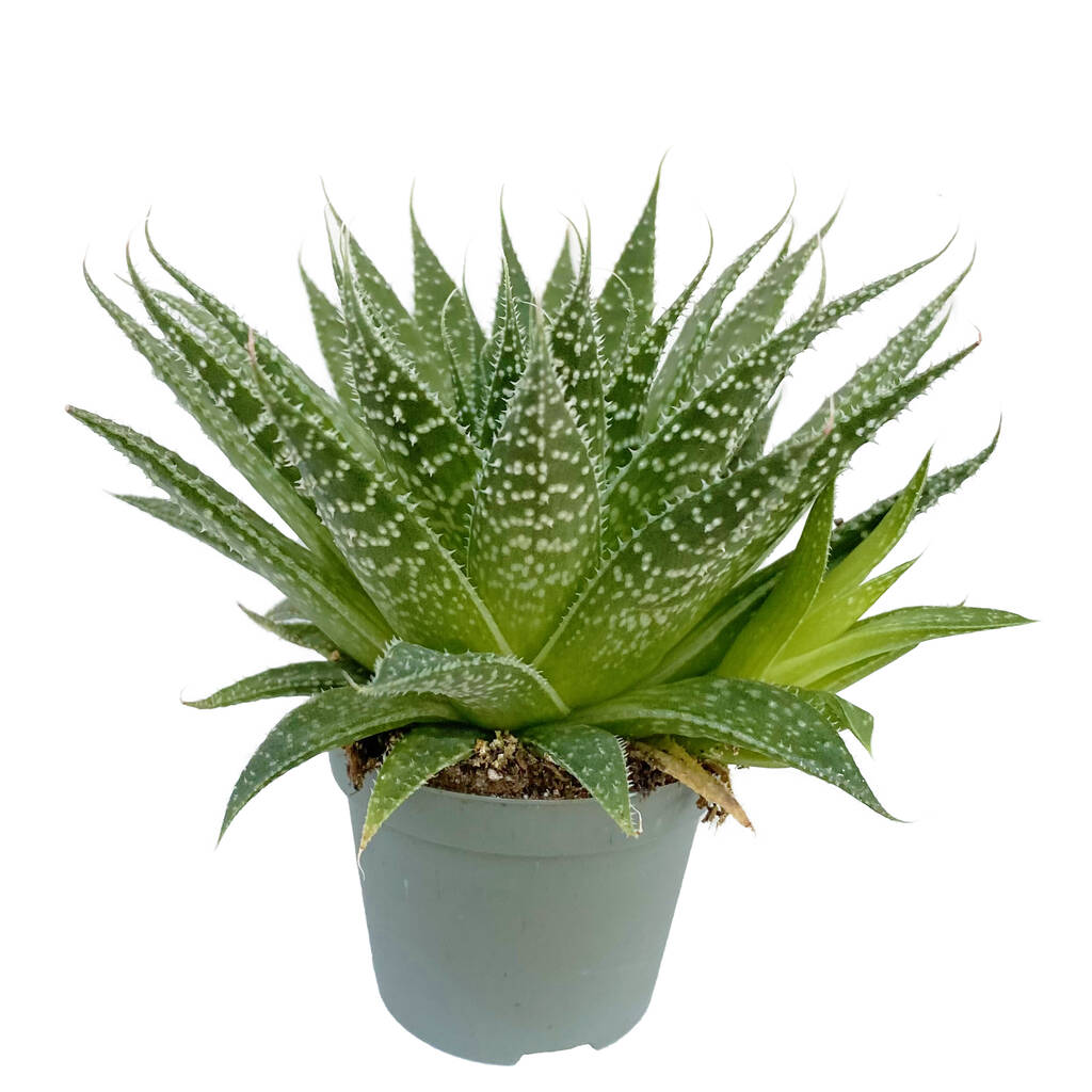 Lace Aloe Succulent House Plant In 6cm Pot By Clouds Hill Succulents