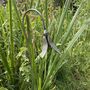 Decorative Plant Stakes Snowdrop And Bluebell Supplied Bare Metal Ready To Rust, thumbnail 3 of 8