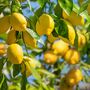 Lemon Citrus Tree In Five Litre Pot, thumbnail 6 of 8