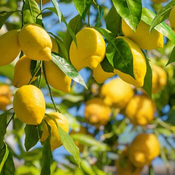 Lemon Citrus Tree In Five Litre Pot, 6 of 8