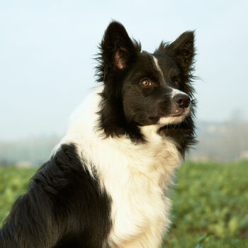 Personalised Border Collie Dog Mum Mother's Day Card, 3 of 5