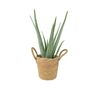 Aloe Vera Plant In 12cm Pot – Air Purifying Houseplant, thumbnail 3 of 9