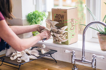Grow Your Own Mushrooms Kit, 4 of 6