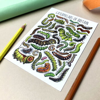Caterpillars Of Britain Watercolour Postcard, 6 of 9
