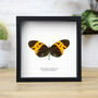 Ecuadorian Hypothris Insect Bug Moth Butterfly Box Frame Entomology Taxidermy Interior Design Modern Home Decor Wall Hanging Gift Ornament, thumbnail 1 of 3