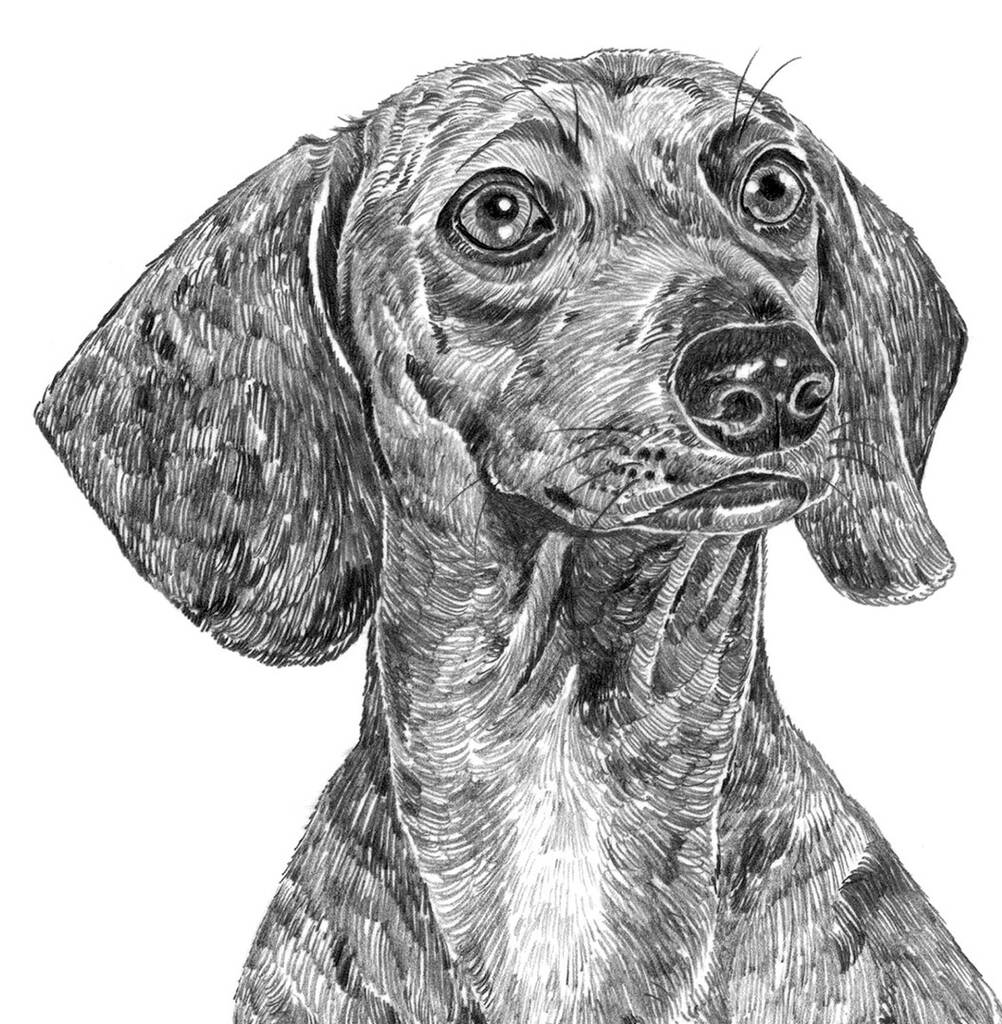 Sausage Dog Print By Ros Shiers | notonthehighstreet.com