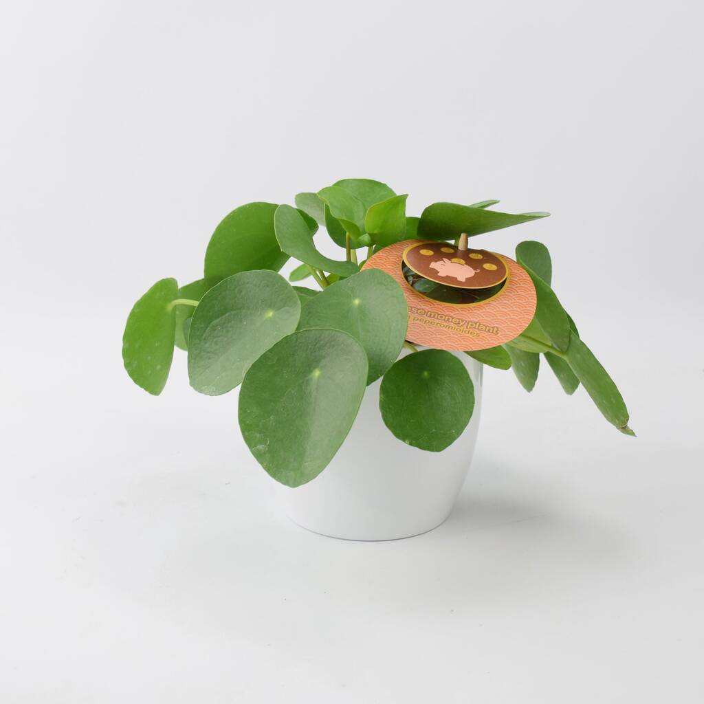 Pilea Pepperomiordes Chinese Money Plant Matt White Pot By Plants By Post |  notonthehighstreet.com