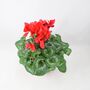 Red Cyclamen In Ceramic Pot – Festive Flowering Houseplant Gift, thumbnail 3 of 3