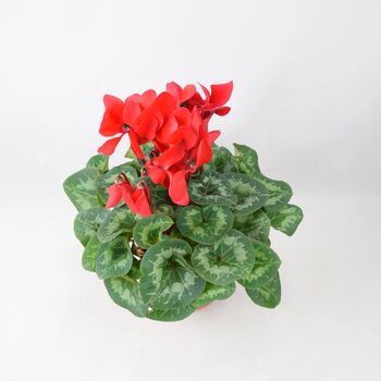 Red Cyclamen In Ceramic Pot – Festive Flowering Houseplant Gift, 3 of 3