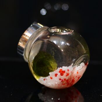 Red And White Marimo Moss Ball Terrarium, 3 of 3