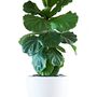 'Ficus Lyrata' Two Stem Fiddle Leaf Fig Houseplant, thumbnail 3 of 5