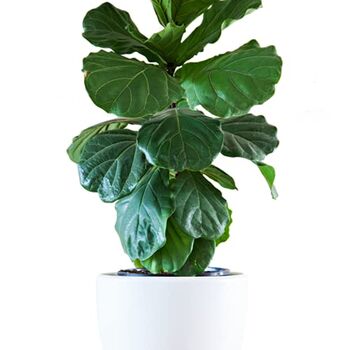 'Ficus Lyrata' Two Stem Fiddle Leaf Fig Houseplant, 3 of 5