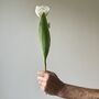 Artificial White Tulip Stem, thumbnail 1 of 6