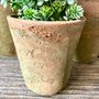Set Of Three Moss Aged Planters, thumbnail 4 of 6