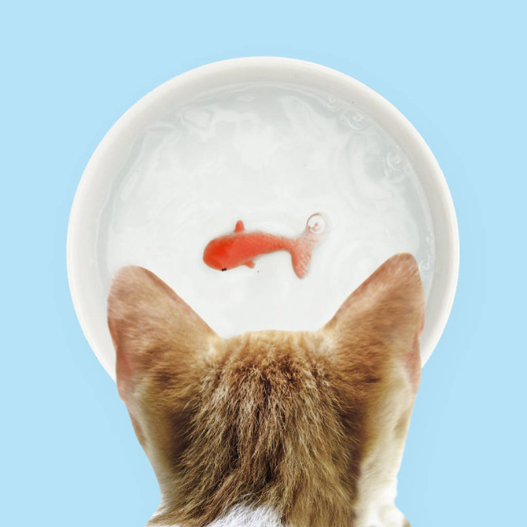 Goldfish Pet Bowl By all things Brighton beautiful