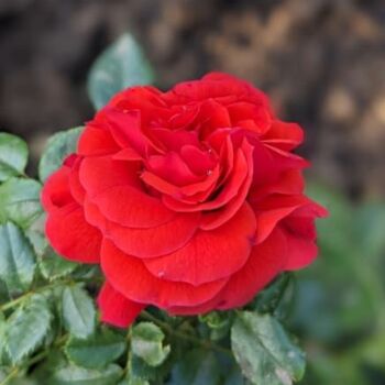 Floribunda Rose Plant 'Lovestruck', 5 of 5