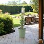 Trachelospermum Jasminoides In 3 L Pot, thumbnail 4 of 4