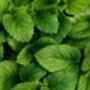 Herb Plants Lemon Balm In 9cm Pots, thumbnail 6 of 7