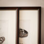 Framed Set Of Two Vintage Butterfly Art Prints, thumbnail 9 of 9