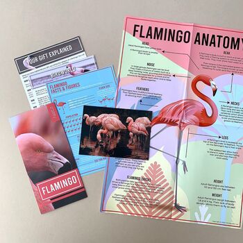 Adopt A Flamingo Gift Tin, 2 of 4