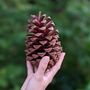 Three Very Large Natural Pine Cones, thumbnail 1 of 3