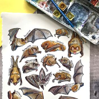 Bats Of Britain Watercolour Postcard, 4 of 8