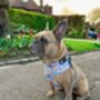 Safari Print Dog Harness Bundle Collar And Lead Set, thumbnail 3 of 12