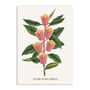 Popcorn Movie Poster Botanical Print, thumbnail 6 of 11