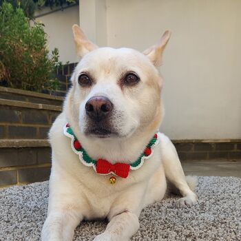 Crocheted Christmas Pet Collar, 4 of 9