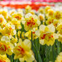 Spring Bulbs Daffodil 'Double Mixed' Six Bulb Pack, thumbnail 4 of 5