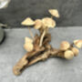 20cm Hand Carved Wooden Mushroom Figurine Coffee Root Wood, thumbnail 7 of 12