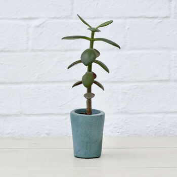 Sustainable Concrete Mini Vessel Planter Cylindrical, 5 of 12