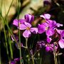 Wildflower Seeds 'Pretty In Pink' 200 X Seed Pack, thumbnail 3 of 8