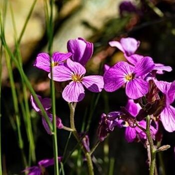 Wildflower Seeds 'Pretty In Pink' 200 X Seed Pack, 3 of 8