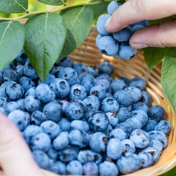 Fruit Plant Blueberry Brigitta One In Two Litre Pot, 2 of 5