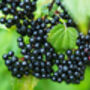 Elderberry Plants, 'Haidegg', thumbnail 9 of 9