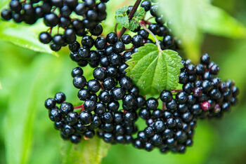 Elderberry Plants, 'Haidegg', 9 of 9