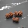 Nepali Gauri Shankar Rudraksha Beads, thumbnail 8 of 9