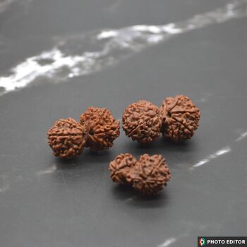 Nepali Gauri Shankar Rudraksha Beads, 8 of 9