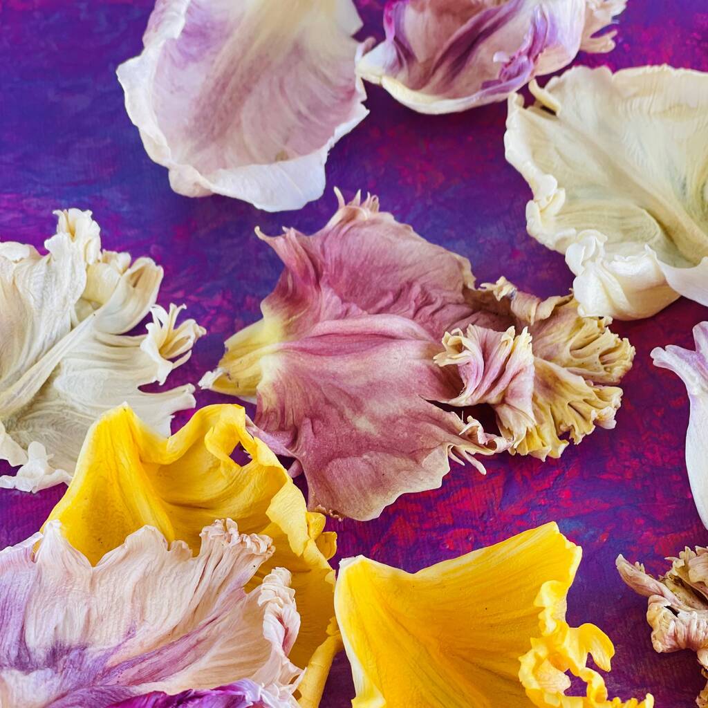 Culinary Freeze Dried Natural Frilly Tulip Petals By Polly's Petals