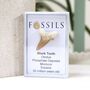 Shark Tooth Fossil Otodus, thumbnail 12 of 12