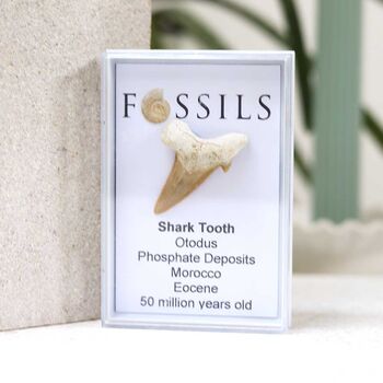 Shark Tooth Fossil Otodus, 12 of 12