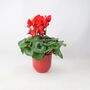 Red Cyclamen In Ceramic Pot – Festive Flowering Houseplant Gift, thumbnail 2 of 3