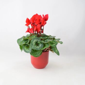 Red Cyclamen In Ceramic Pot – Festive Flowering Houseplant Gift, 2 of 3