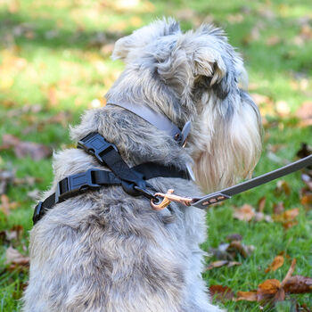 Autumn Walk Adjustable Dog Harness, 5 of 10