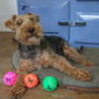 Terrier Dog Balls, thumbnail 3 of 4